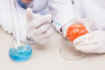 Scientists injecting tomato Scientists injecting tomato