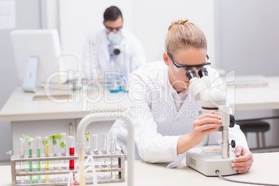 Scientist examining petri dish with microscope