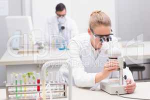 Scientist examining petri dish with microscope