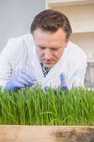Scientist examining grass