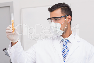 Scientist holding test tube of corn