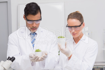 Scientists examining plants