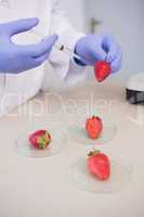 Scientist injecting strawberry