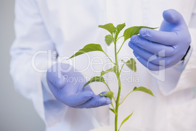 Scientist examining plants