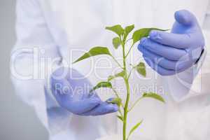 Scientist examining plants