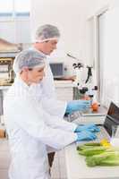 Scientists working attentively with vegetables