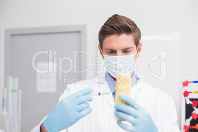 Biologist wearing protective mask and examining corn with syring