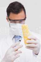 Scientist injecting a corn cob