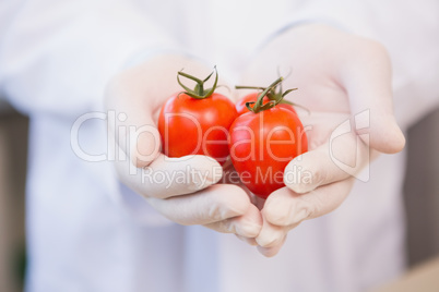 Food scientist showing tomatoes