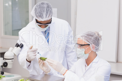 Scientist doing injecting a courgette