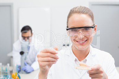 Scientist examining petri dish