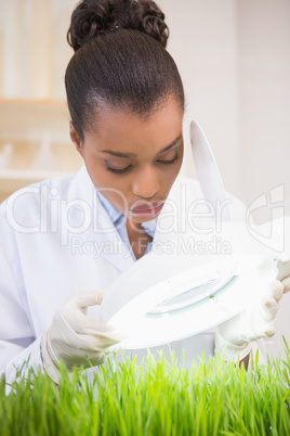 Scientist examining sprouts under heat lamp