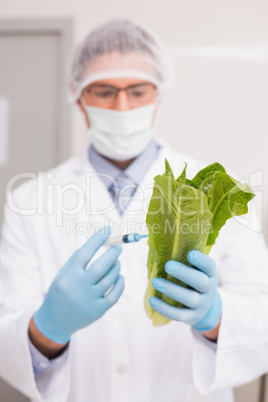 Scientist holding lettuce and injecting fluid with syringe