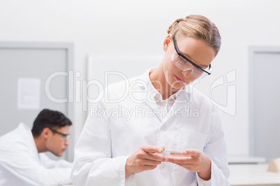 Scientist examining petri dish