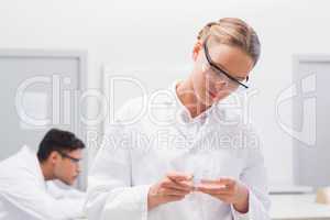 Scientist examining petri dish