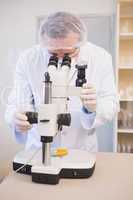 Food scientist looking at egg yolk through microscope