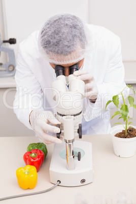 Scientist examining peppers with microscope