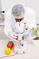 Scientist examining peppers with microscope