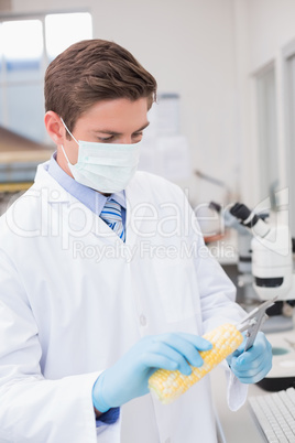 Scientist measuring corn with gloves and protective mask