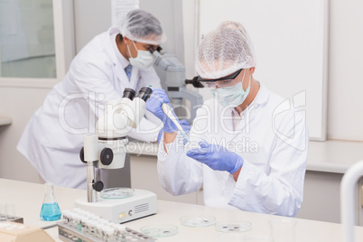 Scientist examining petri dish