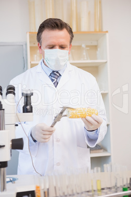 Food scientist measuring corn