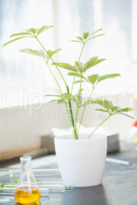 Green plant growing