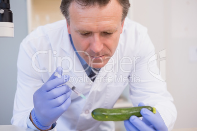 Scientist injecting a courgette