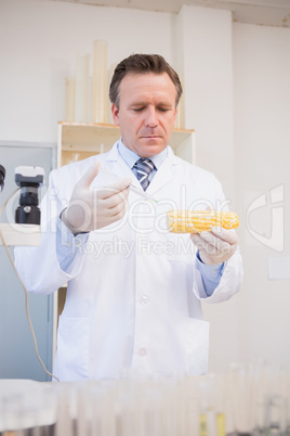 Food scientist examining corn