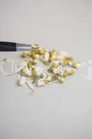 Scientist examining seeds