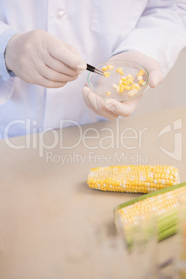 Scientist examining corn seeds in petri dish