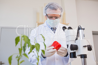 Food scientist looking at red pepper