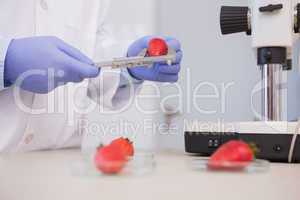 scientist measuring strawberries