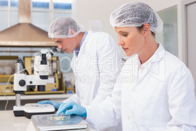 Concentrated scientists working with seeds