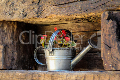 Old metal watering can filled with red flowers