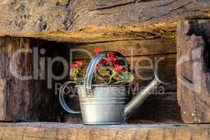Old metal watering can filled with red flowers