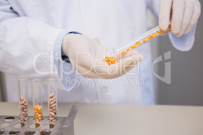 Scientist holding corn in tube