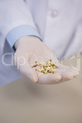 Scientist holding wheat seed