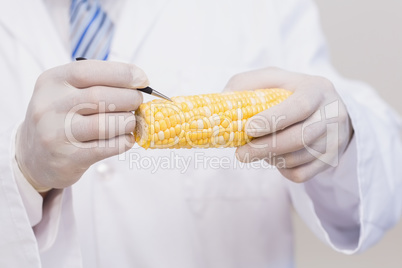 Scientist with protective gloves examining corn