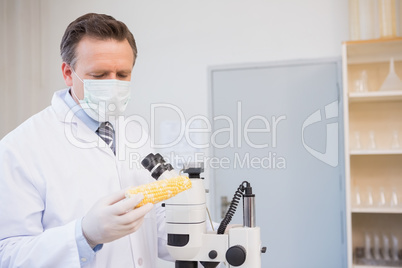 Food scientist examining corn