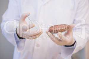 Scientist examining beefsteak in petri dish