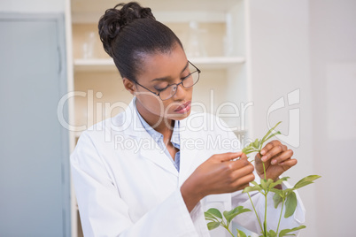 Scientist examining plant