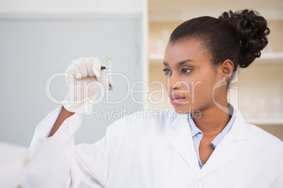 Scientist looking at sprouts