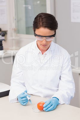 Scientist working attentively with tomato