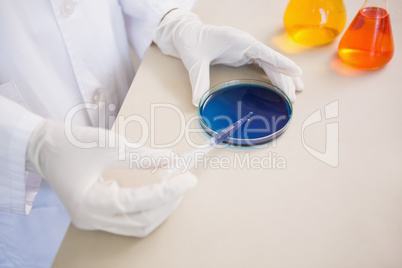 Scientist examining petri dish