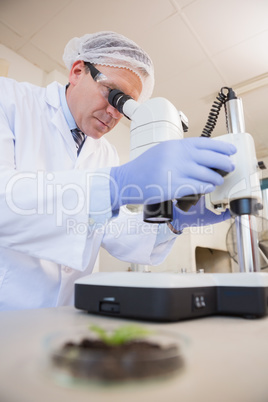 Scientist examining plants with microscope