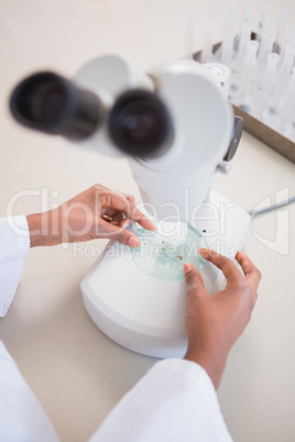 Scientist examining petri dish under microscope