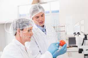 Scientists examining attentively tomato