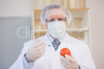 Food scientist working attentively with red tomato