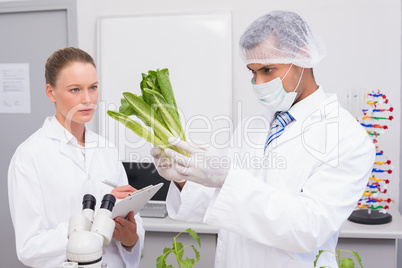 Scientist examining lettuce while colleague writing in clipboard