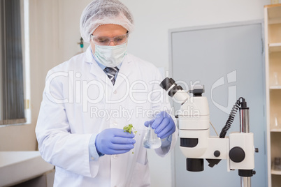 Scientist analysing plant